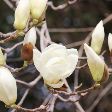 2013.3月　白モクレン