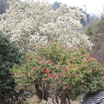 2013.3月 あんず、椿、もくれん