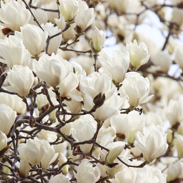 2013.3月　白モクレン