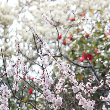 2013.3月 あんずと椿