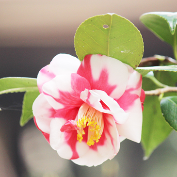 2013.3月　2013.3月　紅白の椿