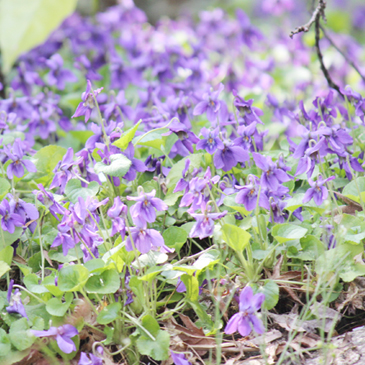 2013.3月  においすみれ