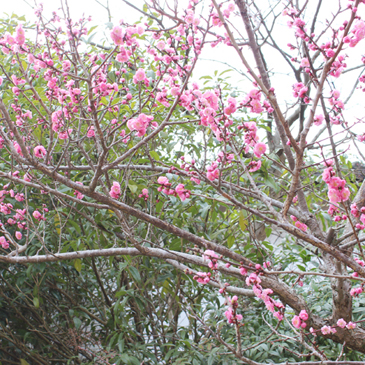 2013.3月 ももの木