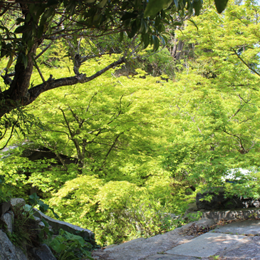 2013.4月　新緑の楓