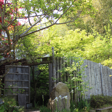 2013.4月　新緑の楓と紫陽花