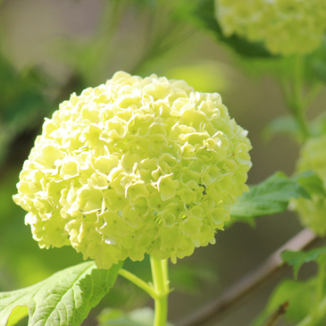 2013.4月　紫陽花