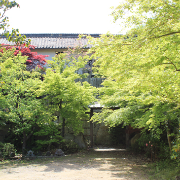 2013.4月　新緑の楓