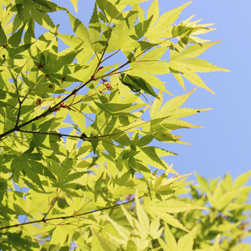 2013.4月　新緑の楓